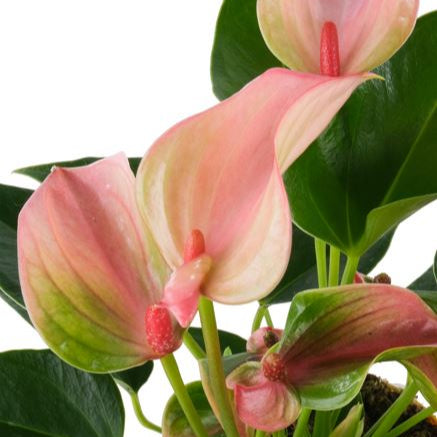 Flamingoblume 'Matata'
