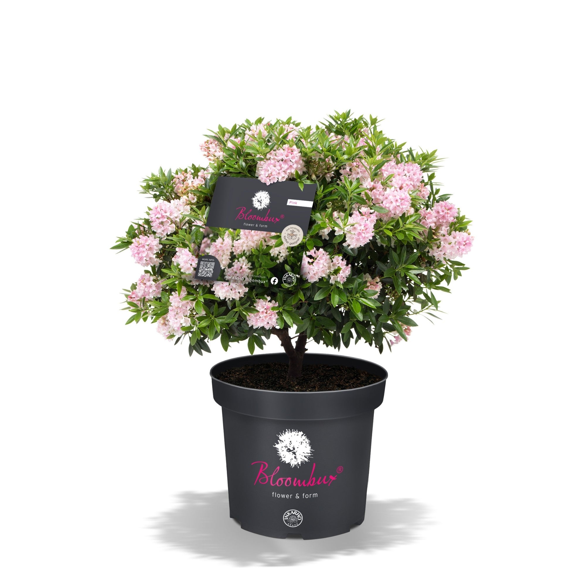 Buchsbaum-Ersatz 'Bloombux®' Busch