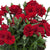 Gartennelke 'Oscar®'