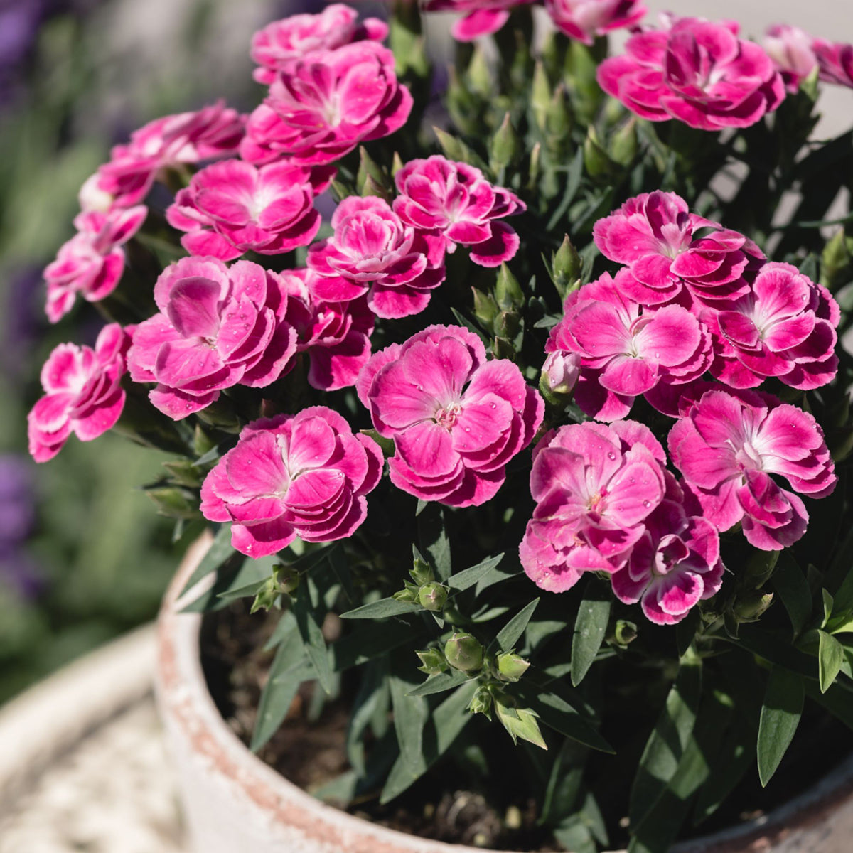Gartennelke 'Pemanⓢ'