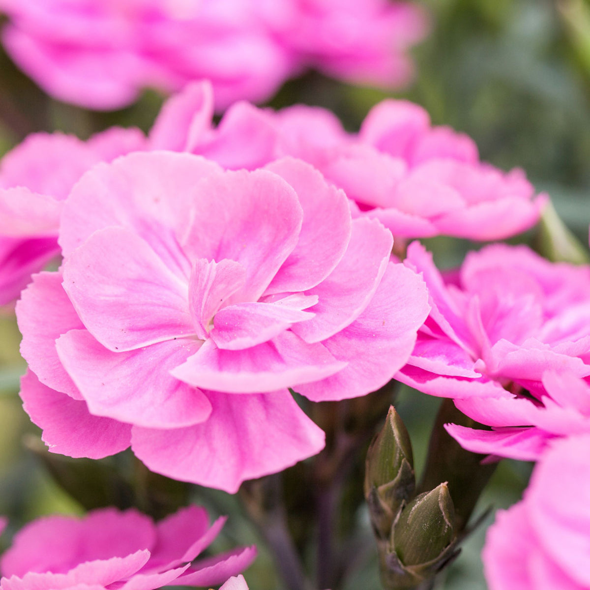 Gartennelke 'Pemanⓢ'