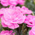 Gartennelke 'Pemanⓢ'