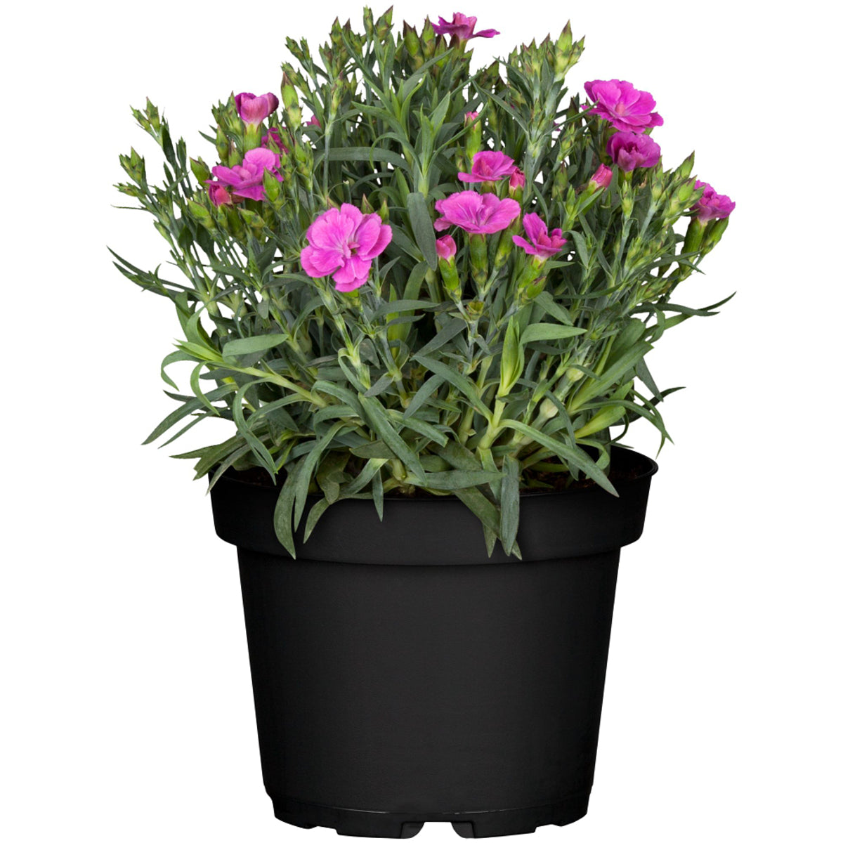 Gartennelke 'Pemanⓢ'