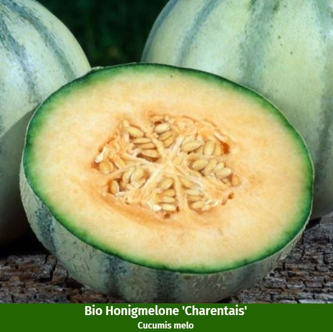 Melonen Variation