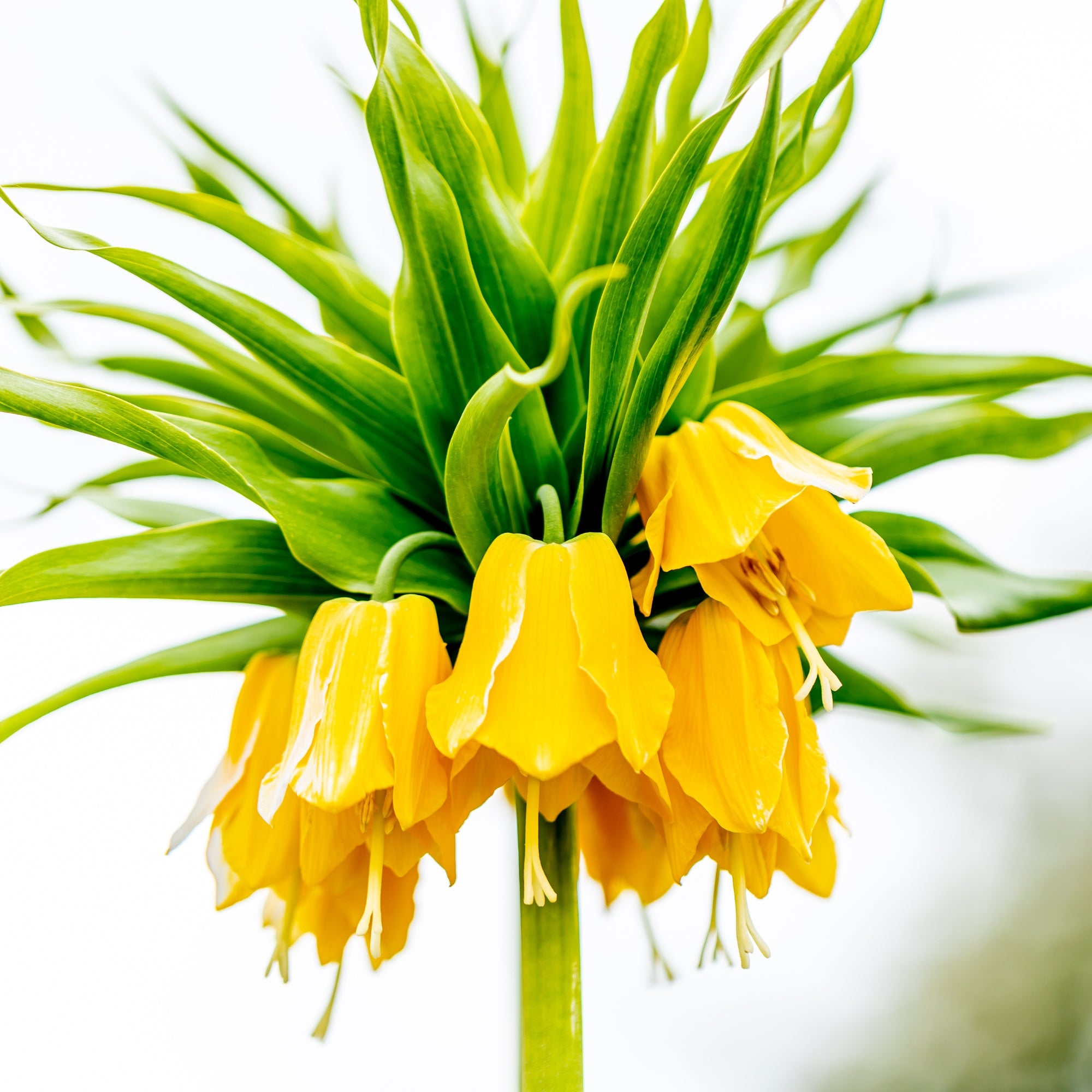 Kaiserkrone