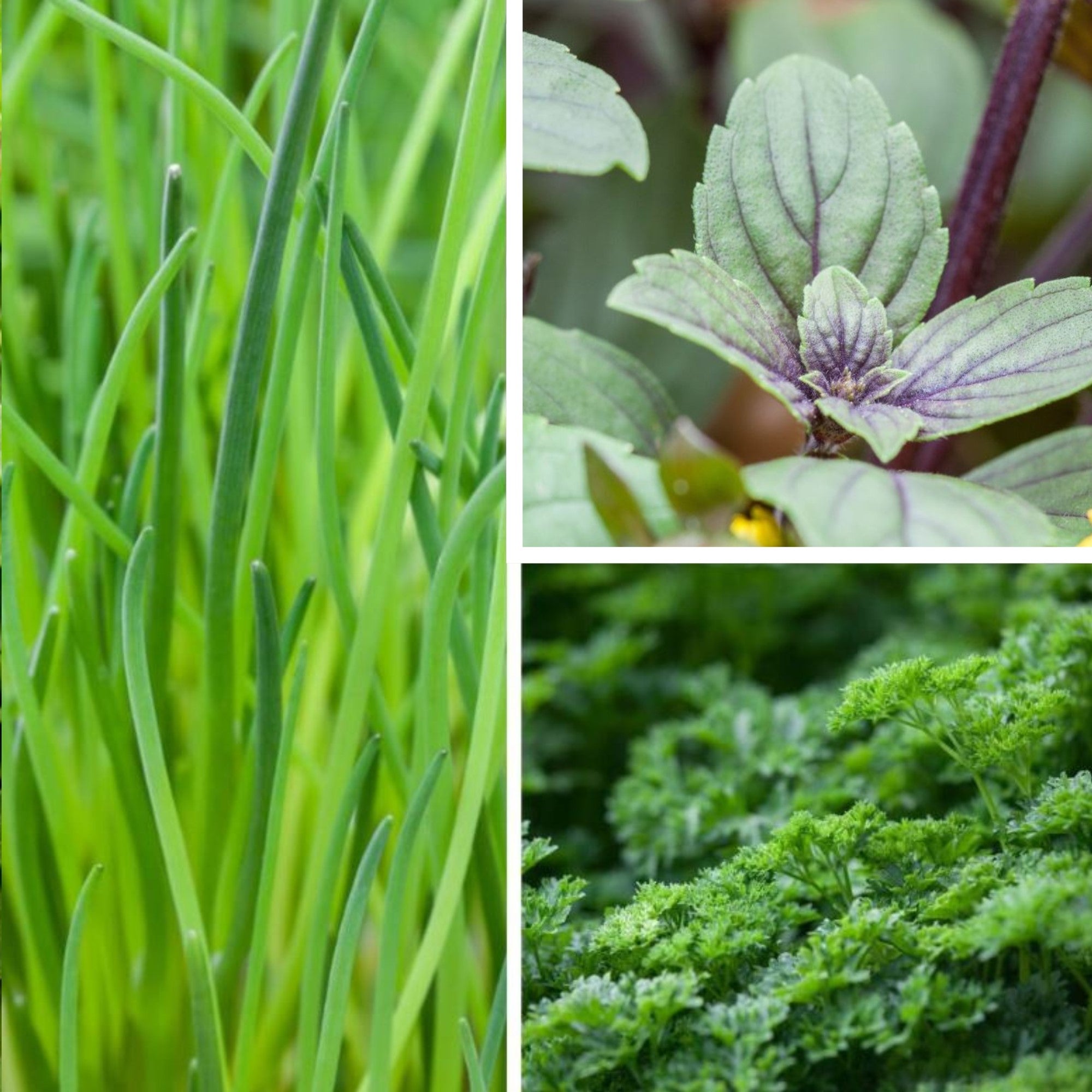 Gartenkräuter "Klassische Küche"
