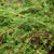 Kriechwacholder 'Green Carpet'