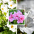 Balkonblumen "Langblühender Schattenplatz"