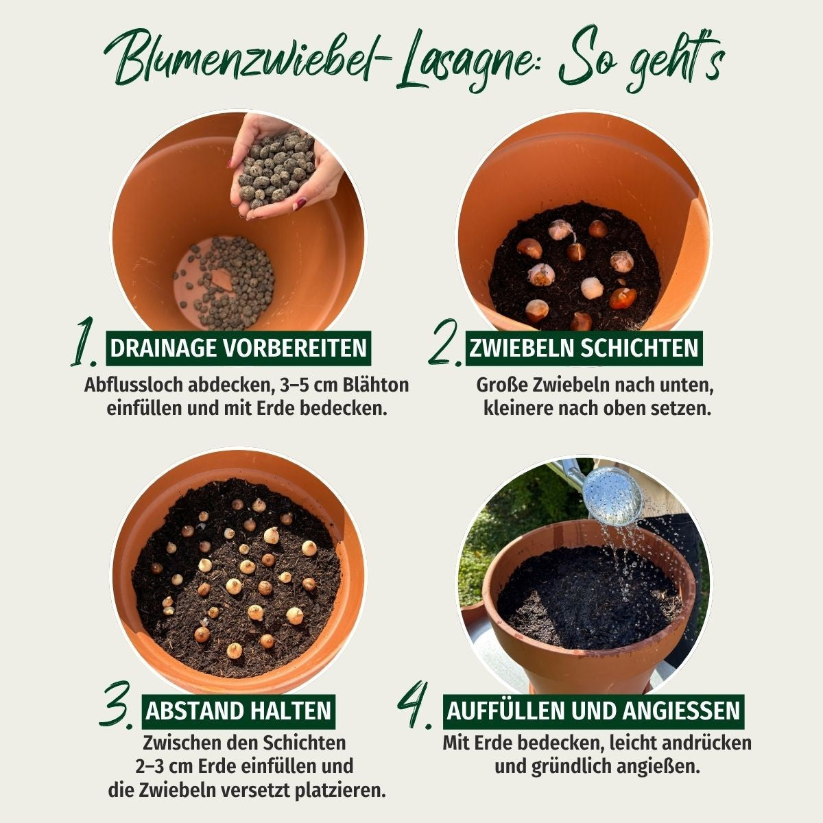 Kiepenkerl Blumenzwiebelmischung Lasagne-Mix "Violetter Frühlingstraum"