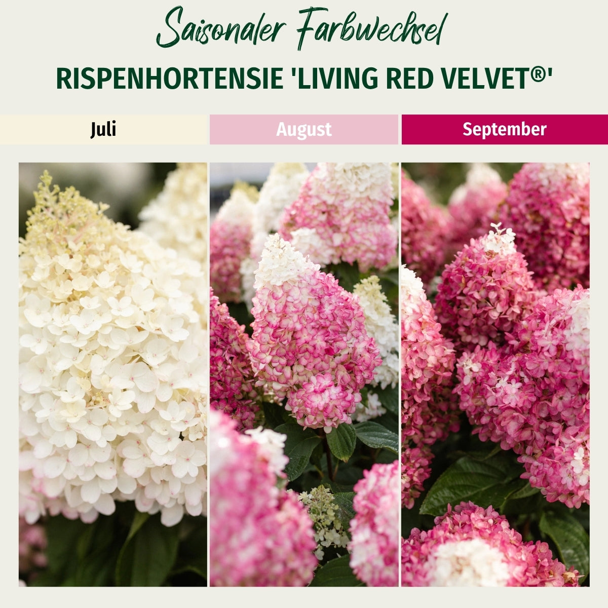 Rispenhortensie 'Living Red Velvet®'