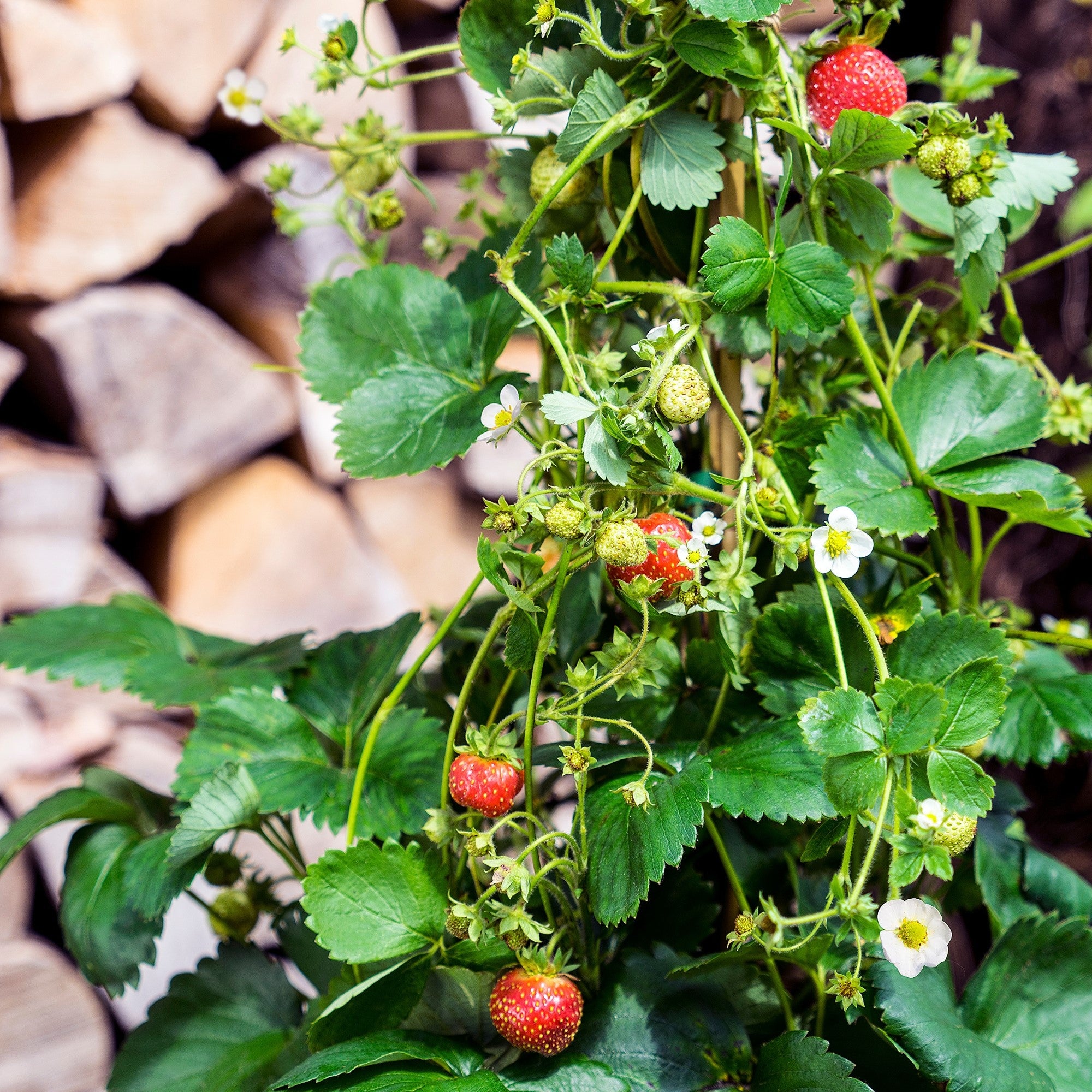 Erdbeere 'Lucky Berry®'