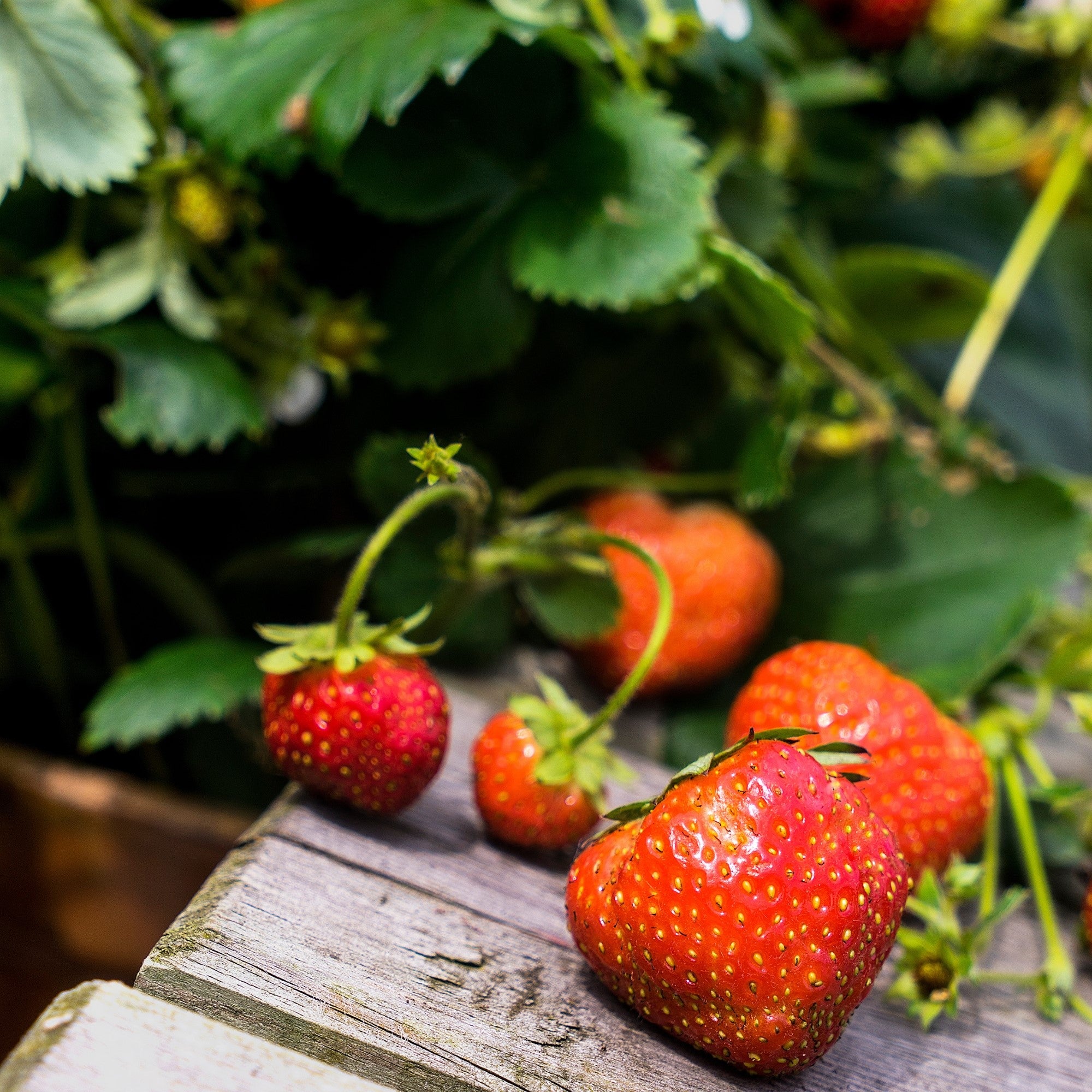 Erdbeere 'Lucky Berry®'