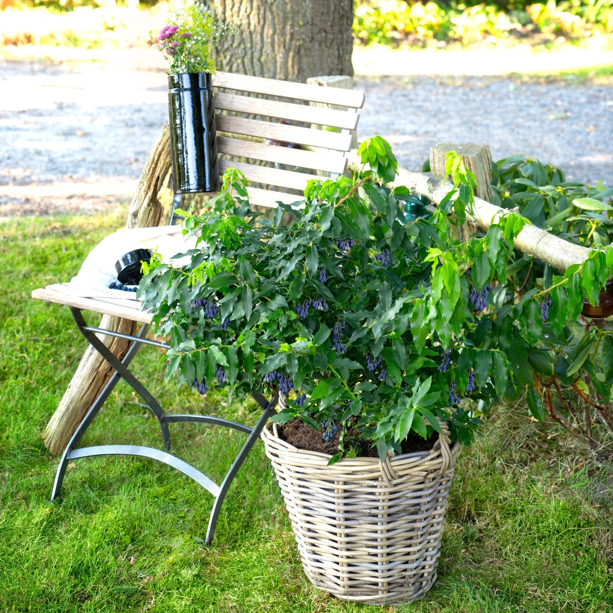 Blaubeere 'Lucky Berry®'
