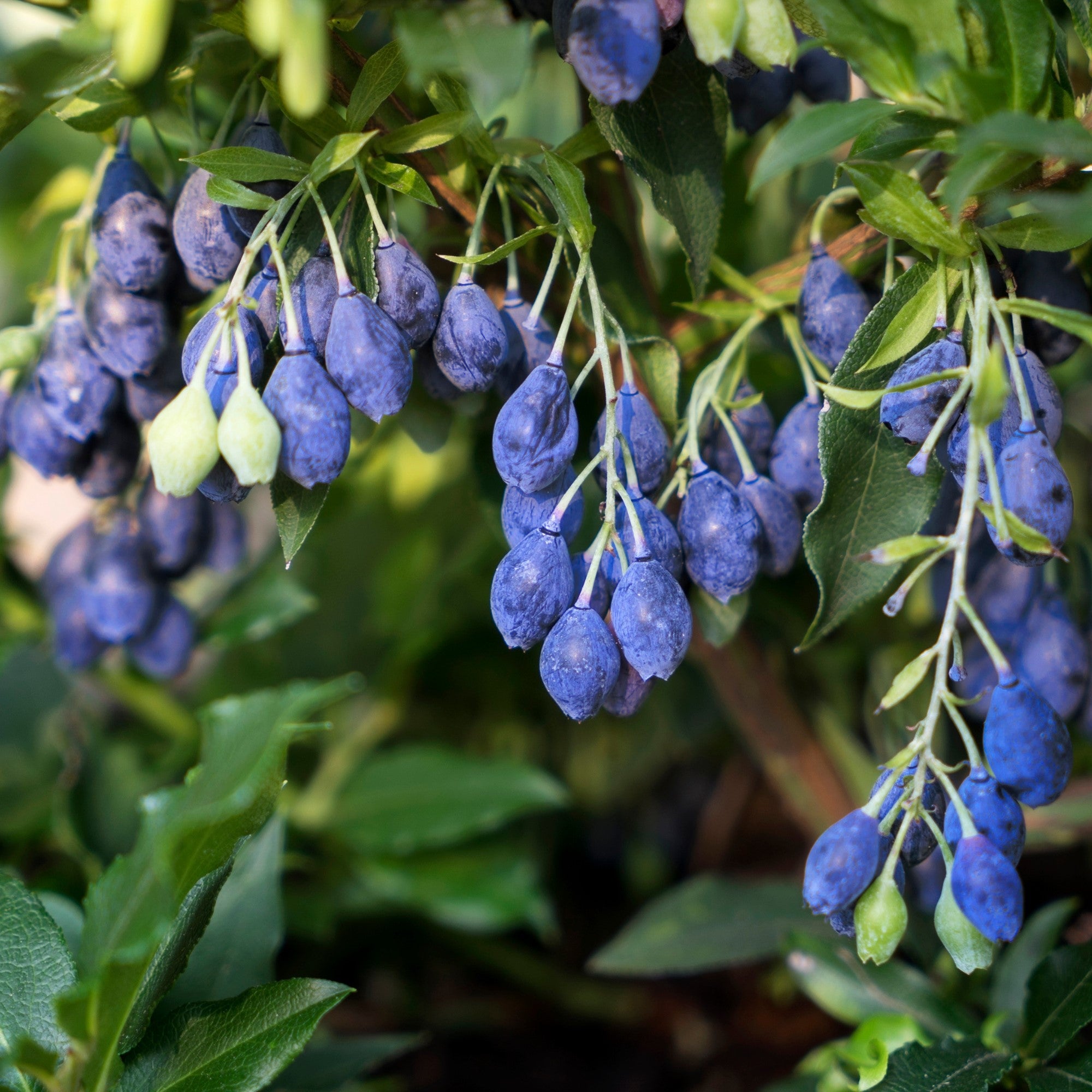 Blaubeere 'Lucky Berry®'