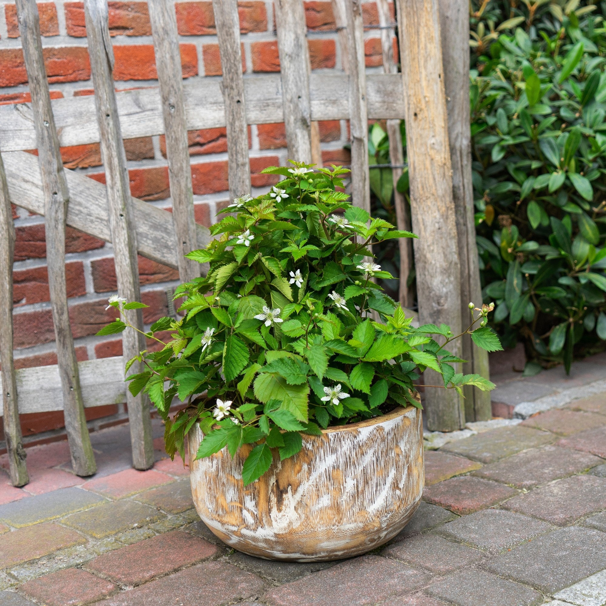 Brombeere 'Lucky Berry®'