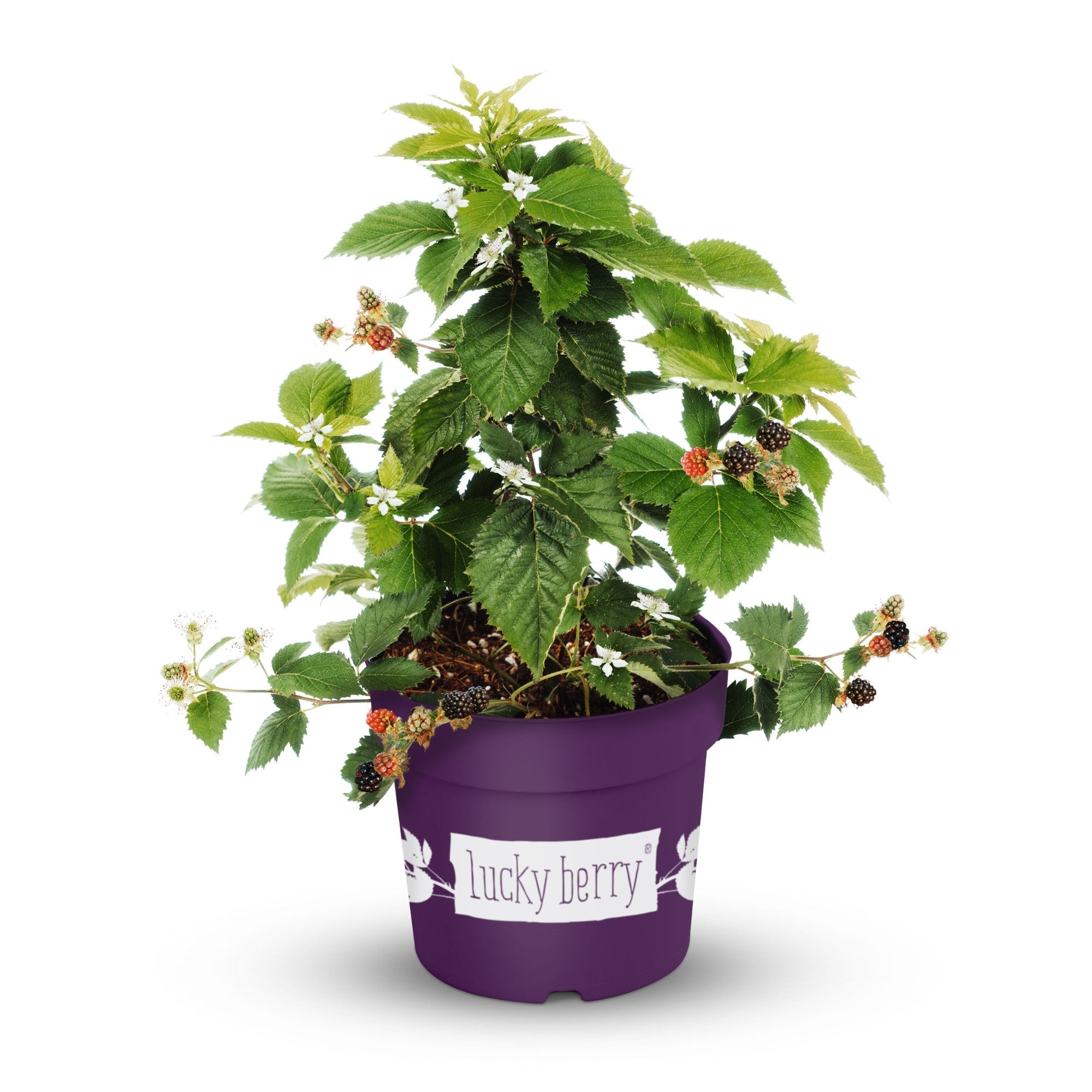 Brombeere 'Lucky Berry®'