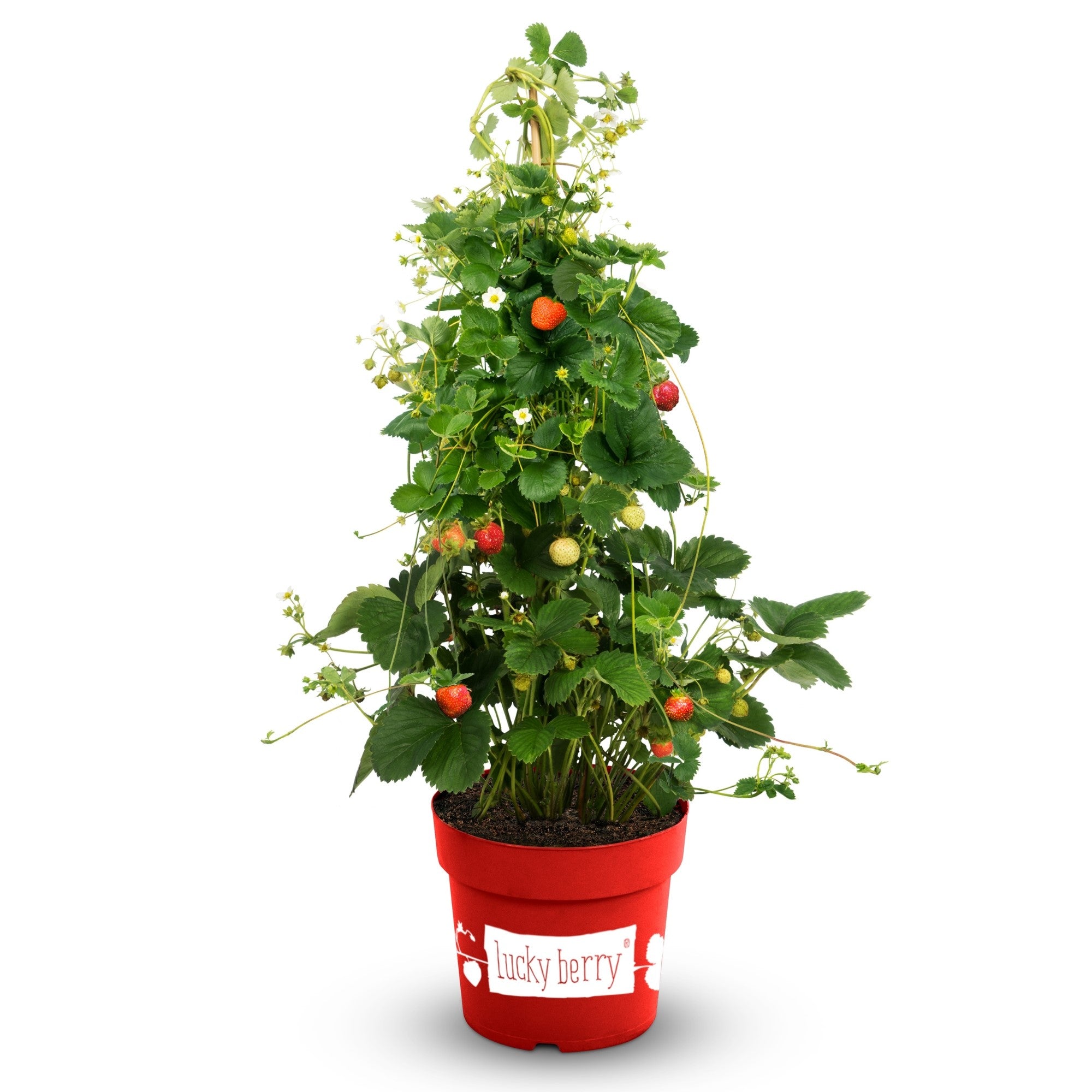 Erdbeere 'Lucky Berry®'