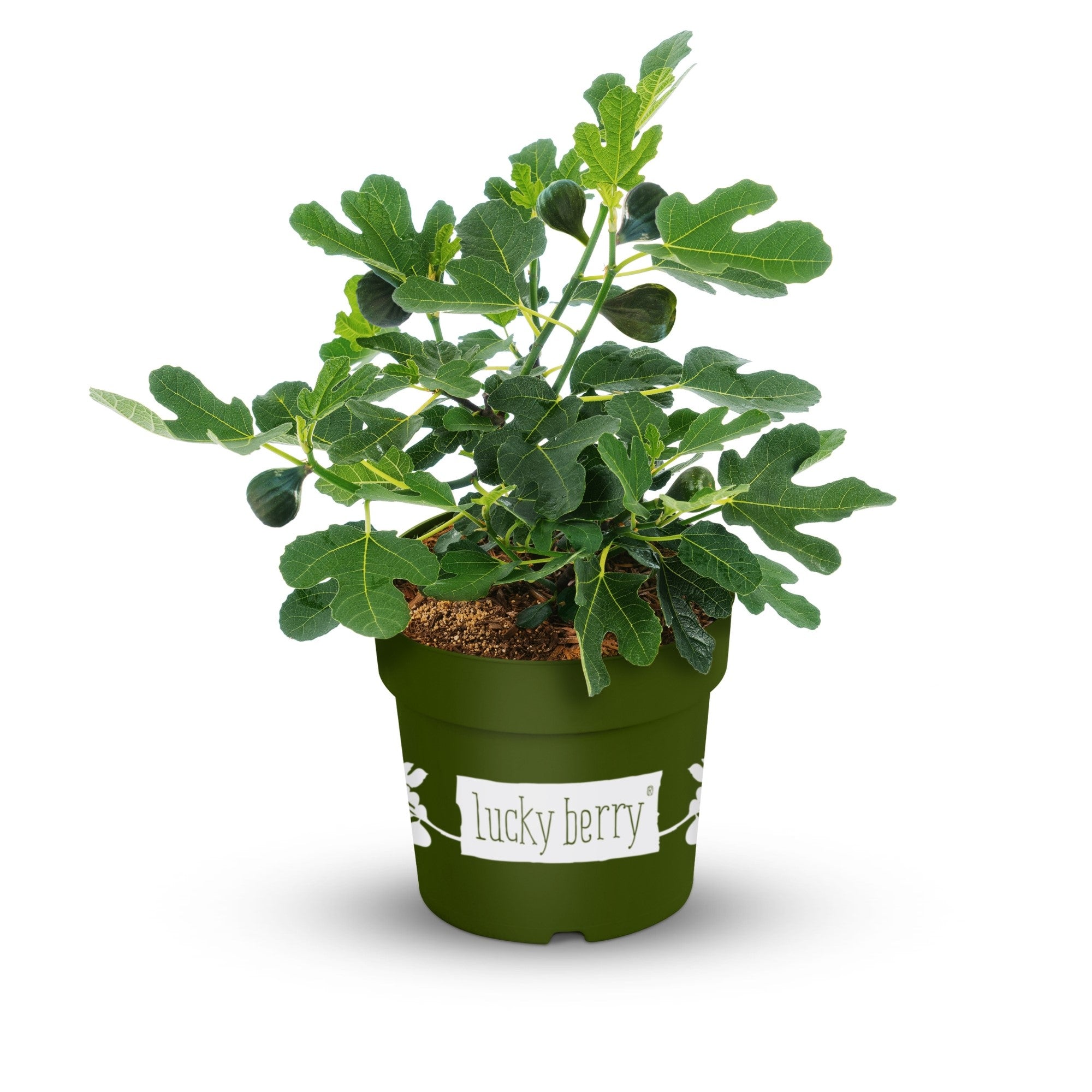 Feige 'Lucky Berry®'