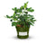 Feige 'Lucky Berry®'
