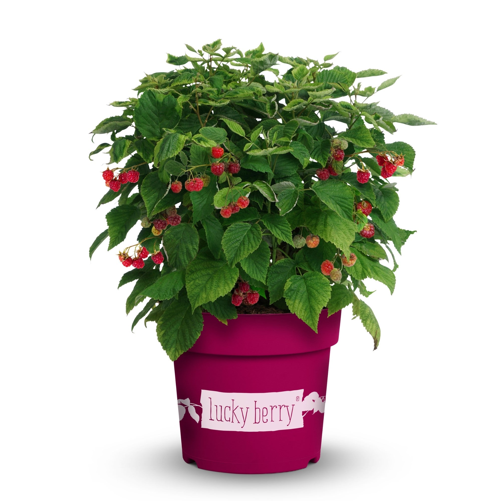 Beeren-Set "4-Monats-Ernte“
