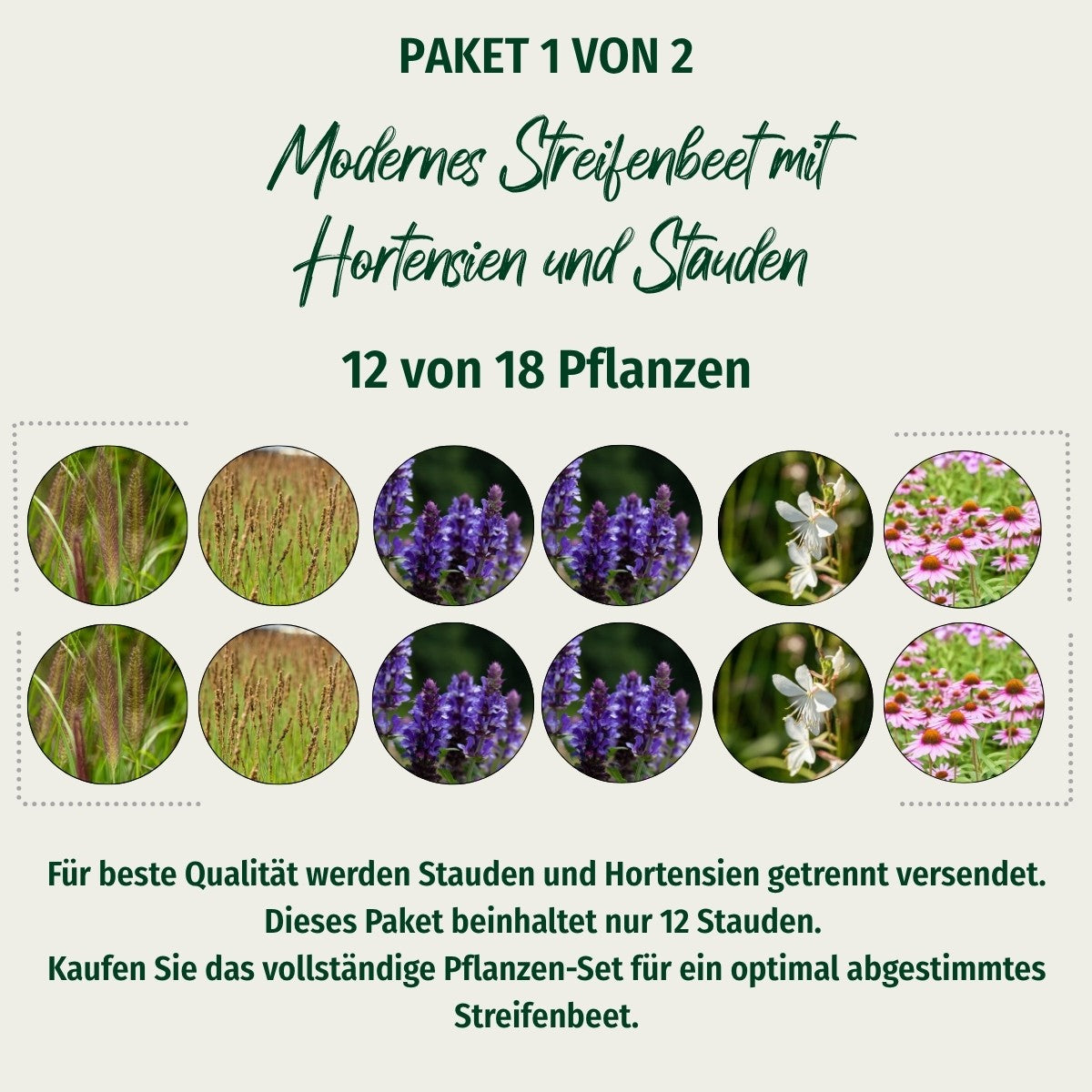 Paket 1 von 2 "Modernes Streifenbeet mit Hortensien und Stauden"