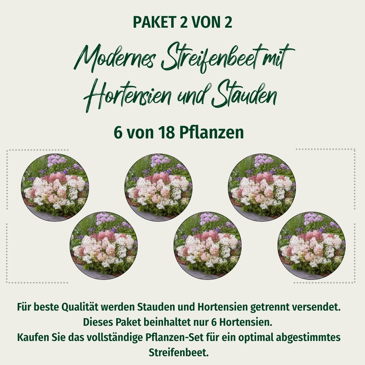 Paket 2 von 2 "Modernes Streifenbeet mit Hortensien und Stauden"