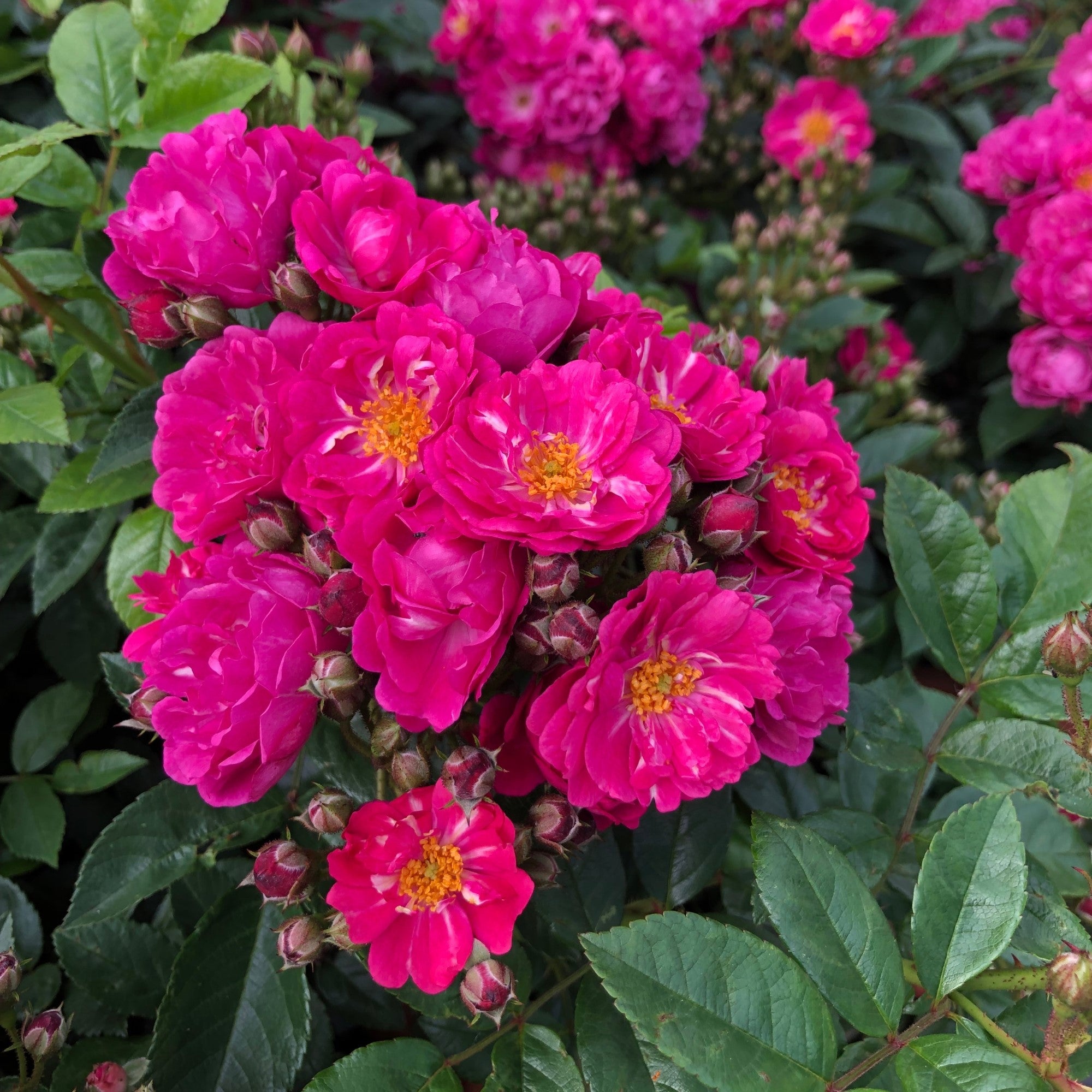 Ramblerrose 'Perfumy Siluetta®'