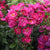 Ramblerrose 'Perfumy Siluetta®'
