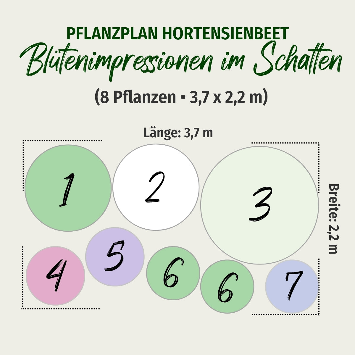 Hortensienbeet "Blütenimpressionen im Schatten"