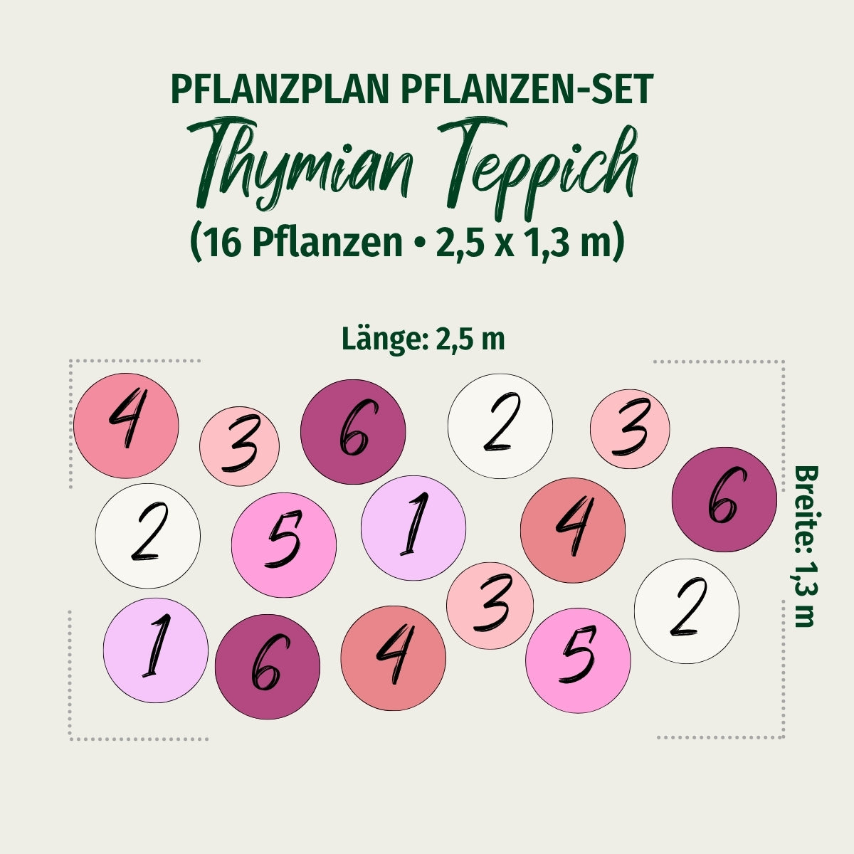 Bodendecker-Set "Thymian Teppich"