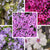 Bunter Phlox-Mix