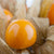 Physalis 'Preciosa'