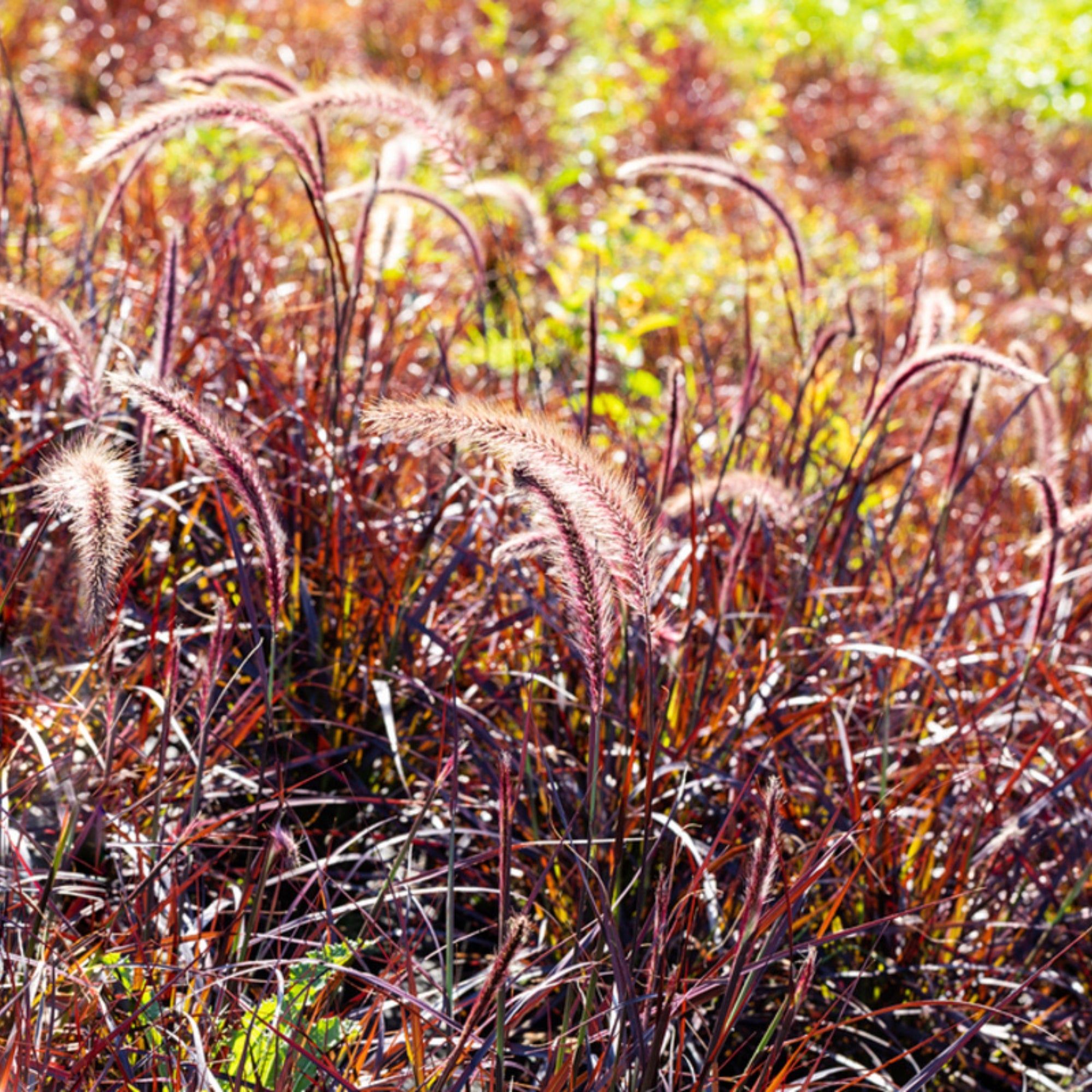 Rotes Lampenputzergras 'Fireworks' 3 Pflanzen
