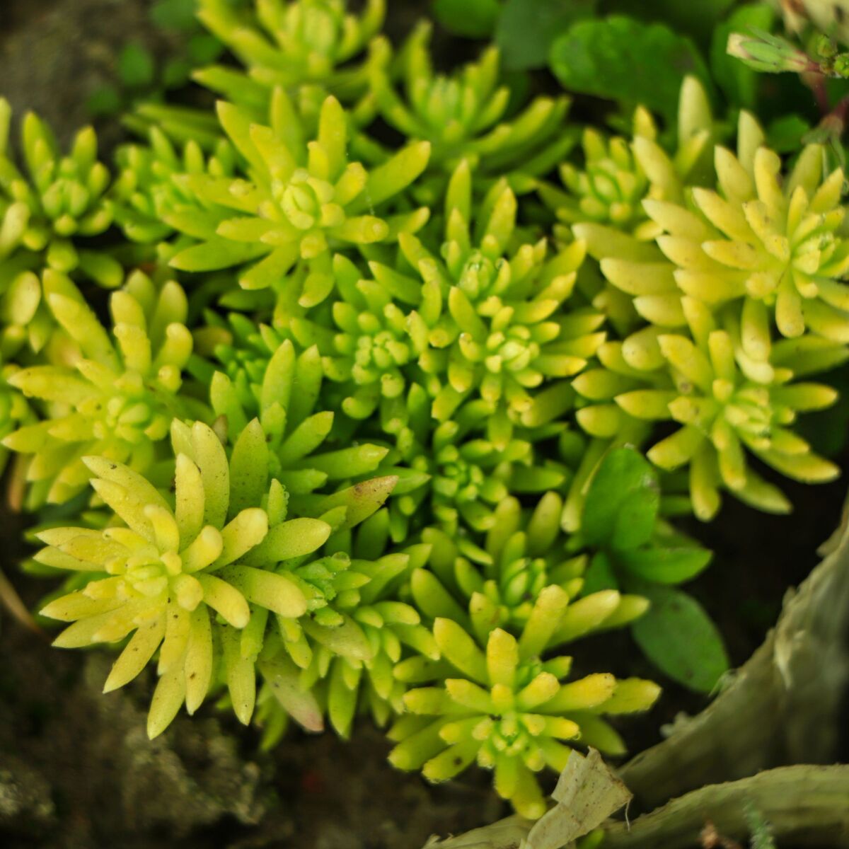 Rotmoos-Mauerpfeffer 'Coral Carpet'