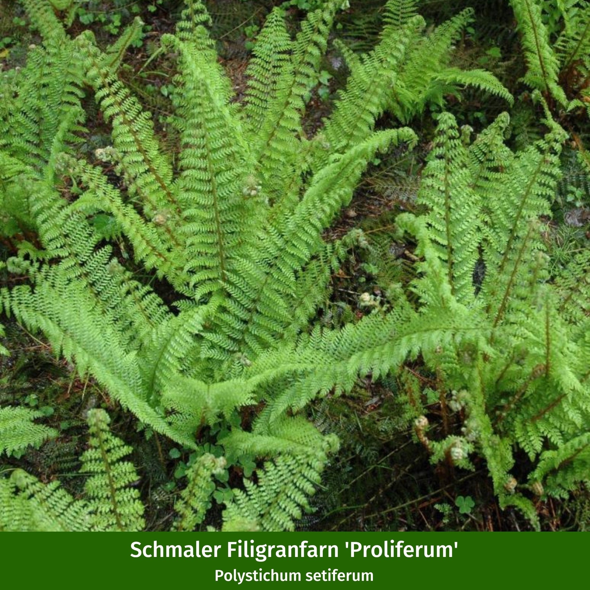 Pflanzen-Set "Schattiger Farngarten"