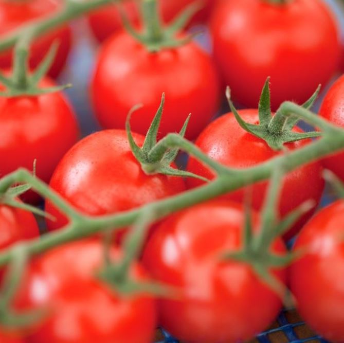 Cocktailtomate 'Sweet Cherry', veredelt