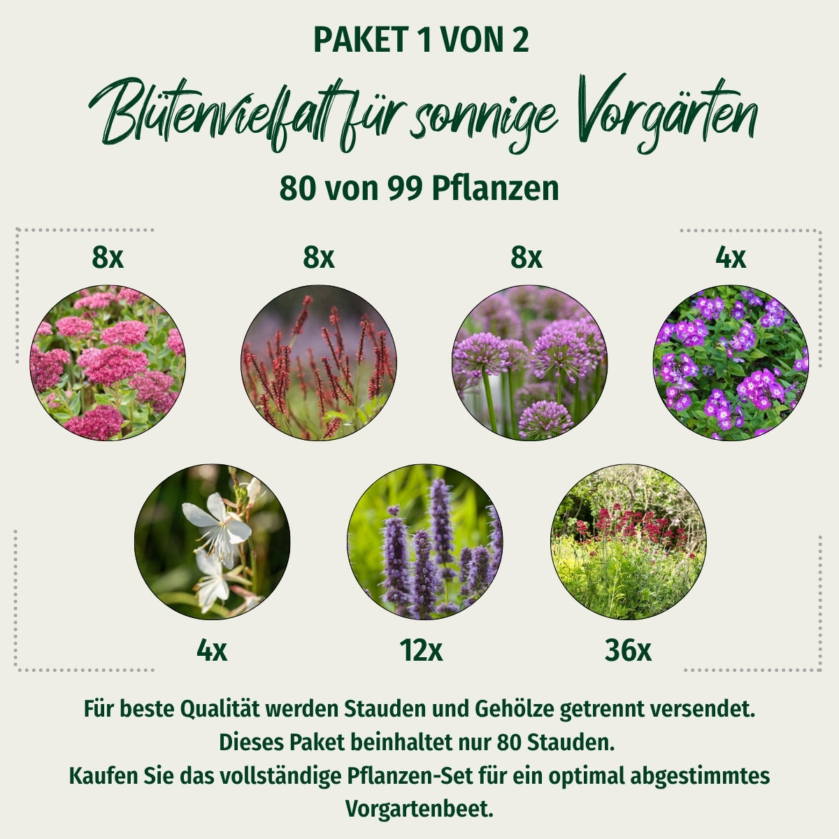 Paket 1 von 2 "Blütenvielfalt für sonnige Vorgärten"