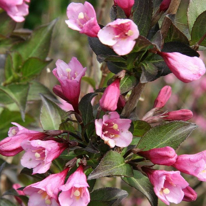 Weigelie 'Purpurea'