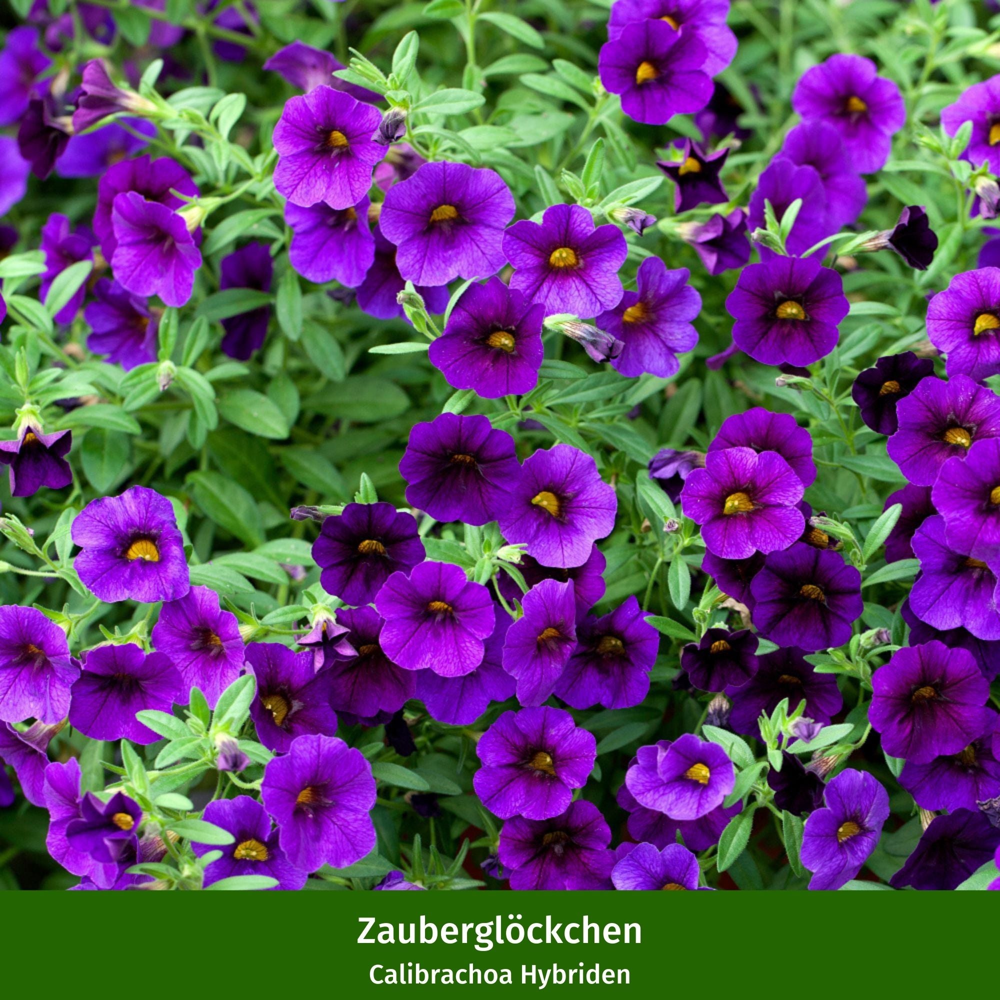 Balkonblumen "Blau-Weiße Sommerkühle"