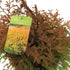 Abendländischer Lebensbaum 'Fire Chief' (Thuja occidentalis 'Fire Chef') - Grün - immergrün - winterhart | Bild 2
