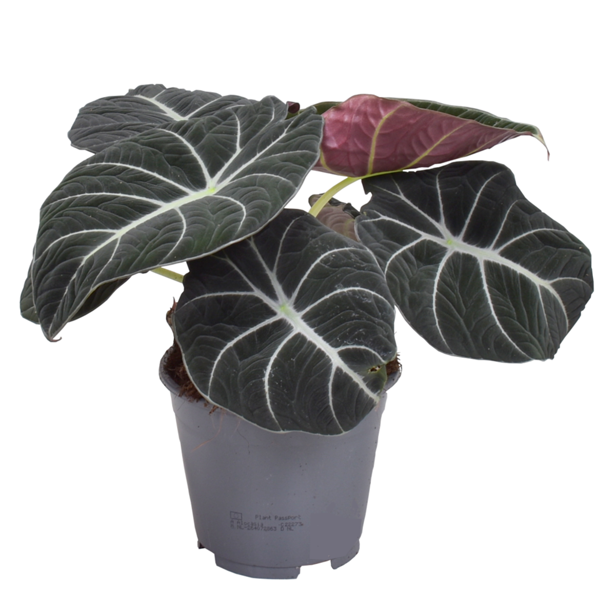 Alocasia 'Black Velvet' (Alocasia 'Black Velevt') - Grün - winterhart | Bild 1
