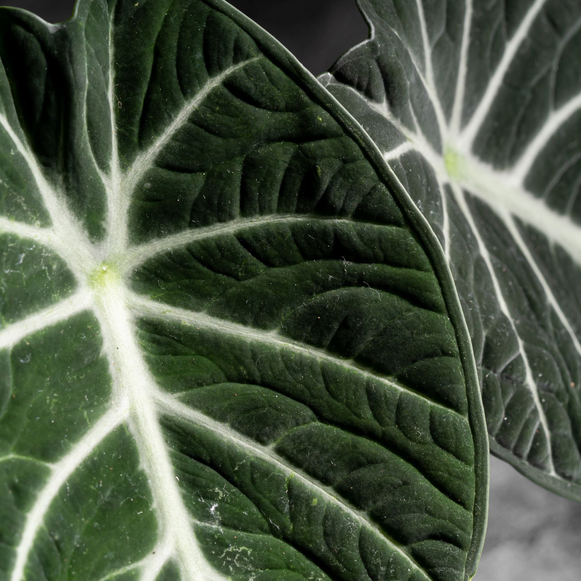 Alocasia 'Black Velvet' (Alocasia 'Black Velevt') - Grün - winterhart | Bild 2