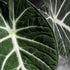 Alocasia 'Black Velvet' (Alocasia  'Black Velevt') - Grün - winterhart | Bild 2