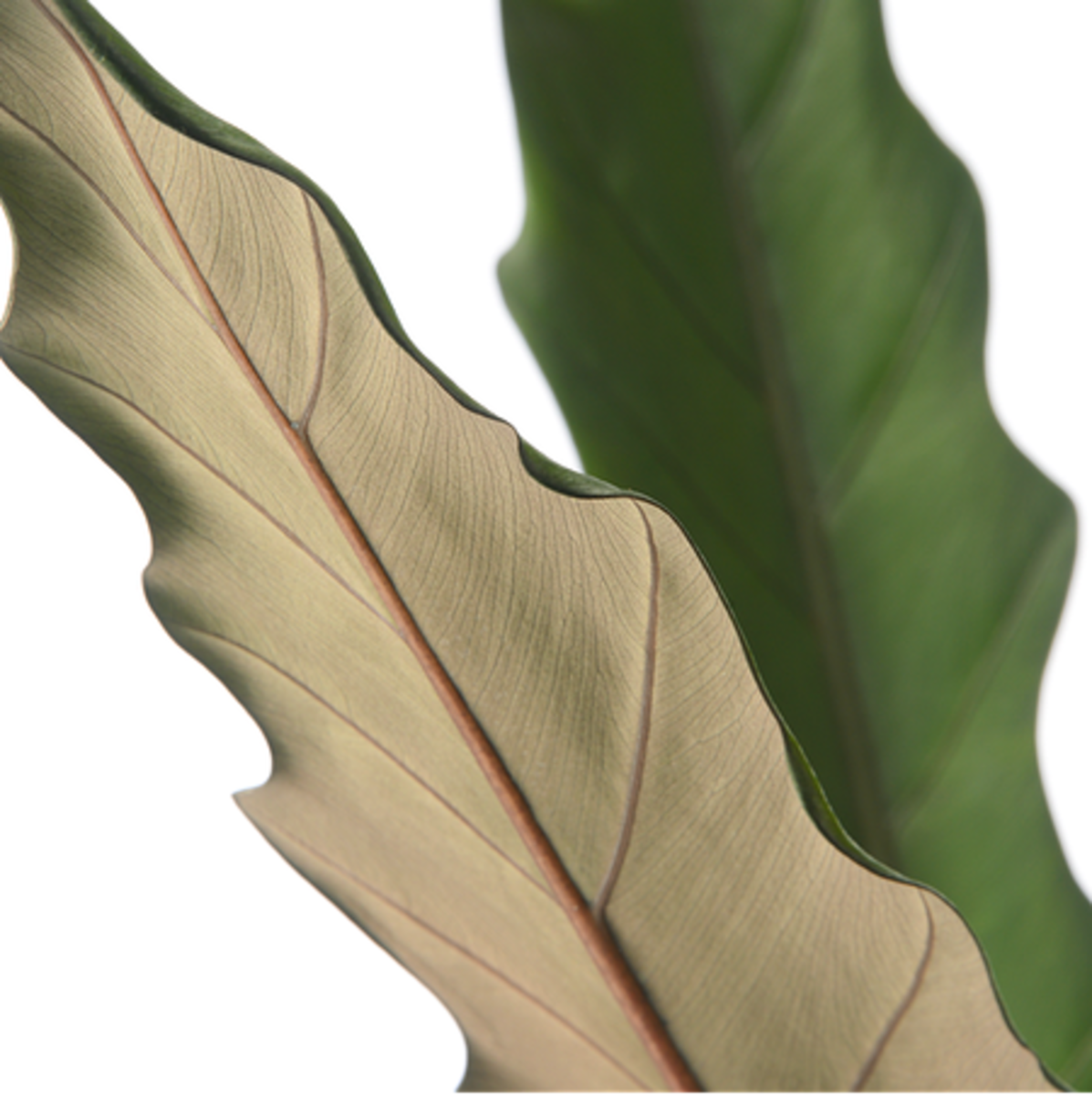 Alocasia lauterbachiana (Alocasia lauterbachiana) - Grün | Bild 3