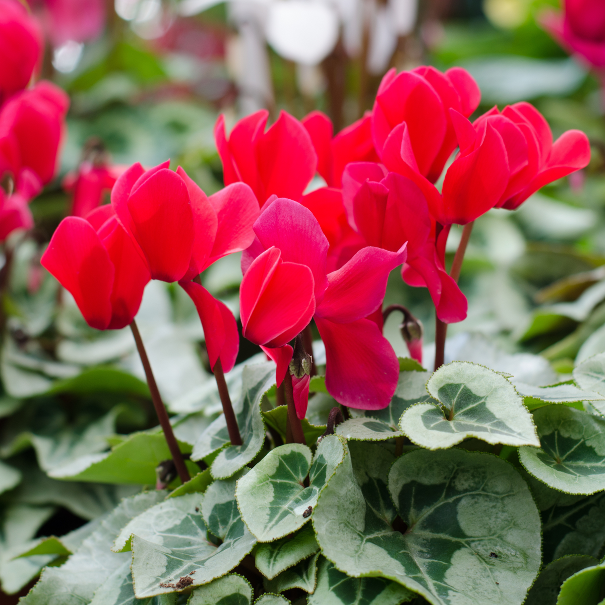 Alpenveilchen (Cyclamen persicum) - Rot - winterhart | Bild 2