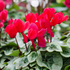Alpenveilchen (Cyclamen persicum) - Rot - winterhart | Bild 2