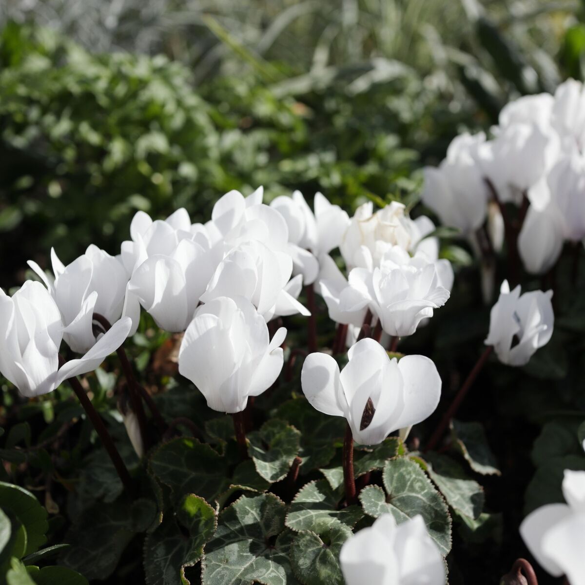 Alpenveilchen Weiß (Cyclamen persicum) - Weiß - winterhart | Bild 2