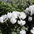 Alpenveilchen Weiß (Cyclamen persicum) - Weiß - winterhart | Bild 2