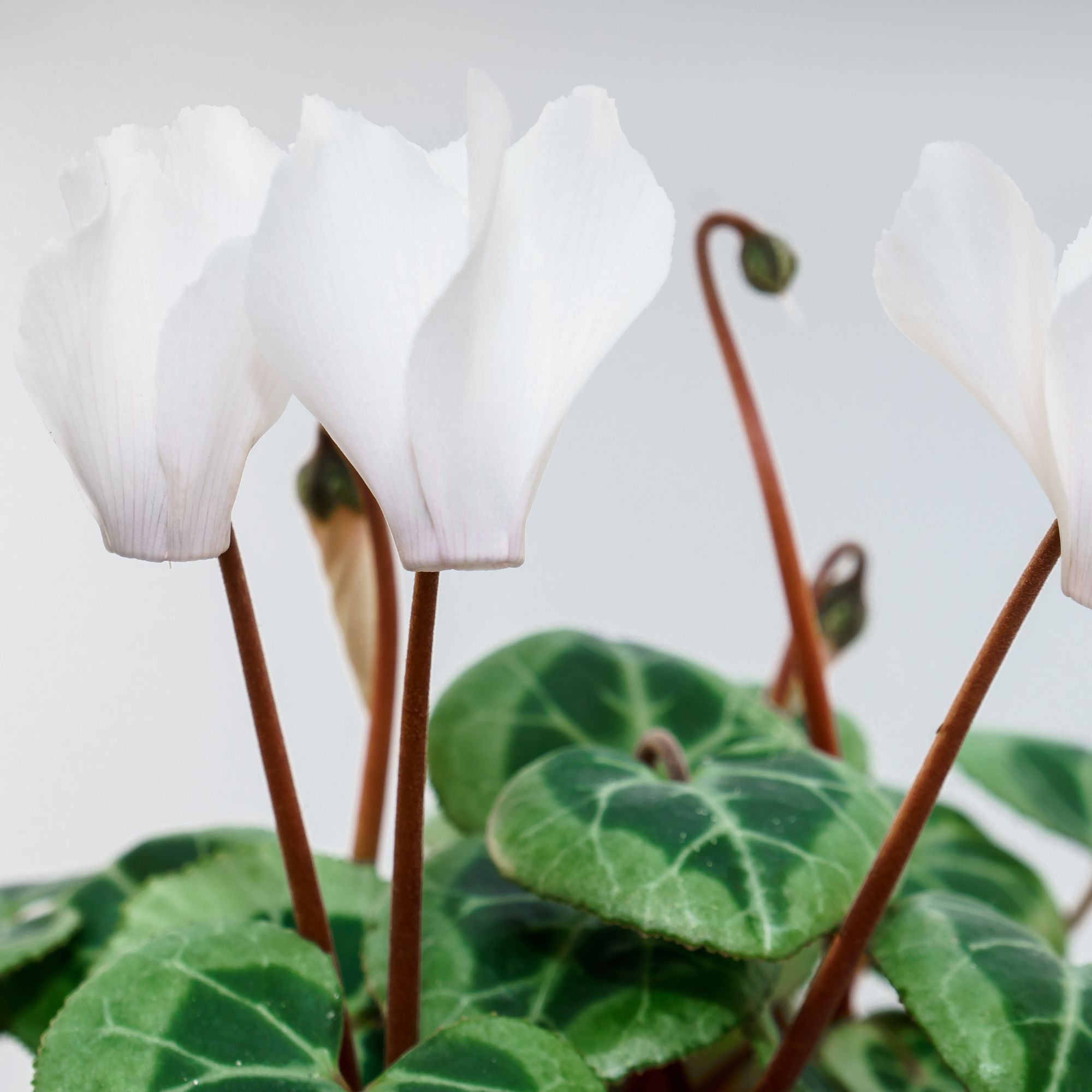 Alpenveilchen 'Winfall outdoor' Weiß (Cyclamen 'Winfall outdoor') - Weiß - winterhart | Bild 2