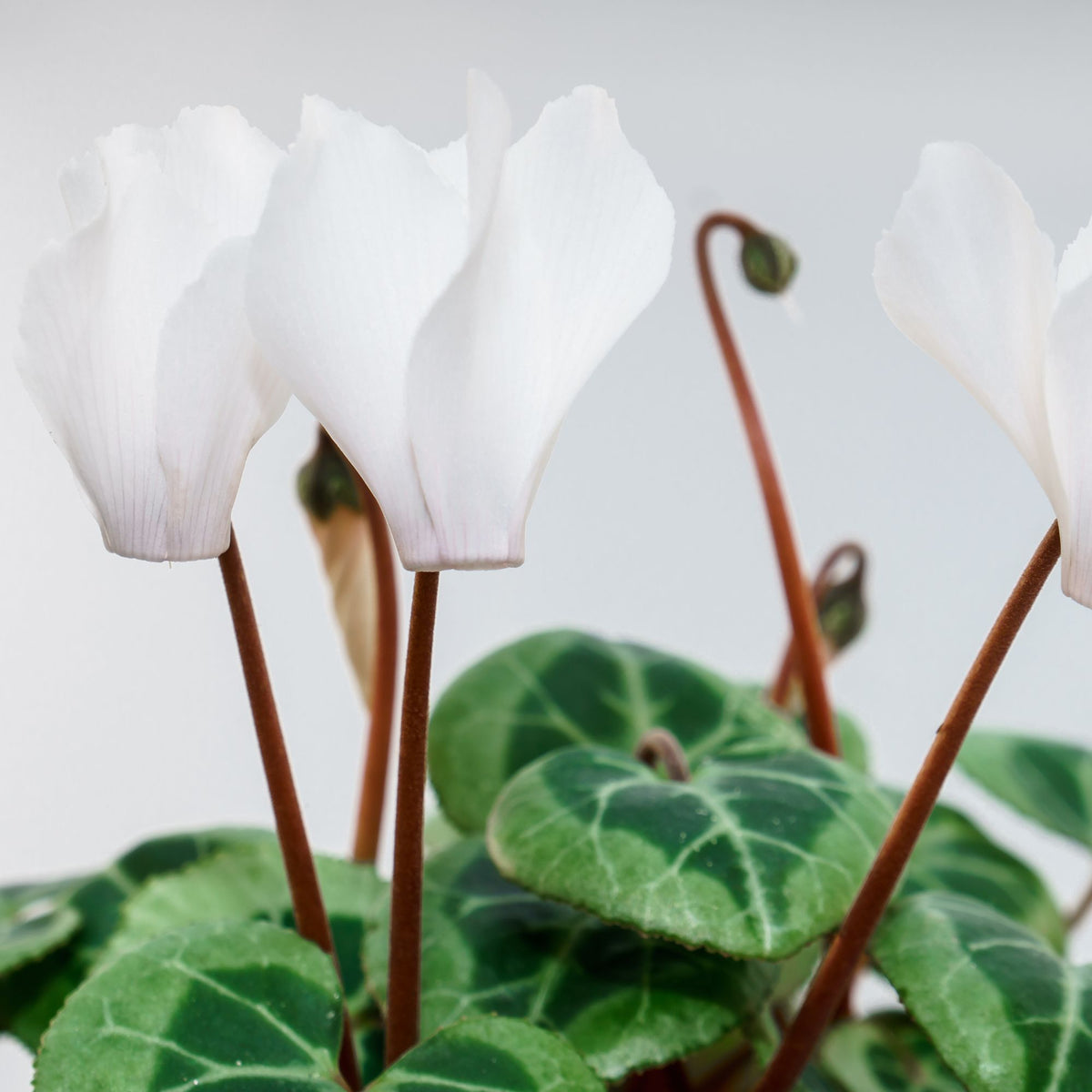 Alpenveilchen 'Winfall outdoor' Weiß (Cyclamen 'Winfall outdoor') - Weiß - winterhart | Bild 2
